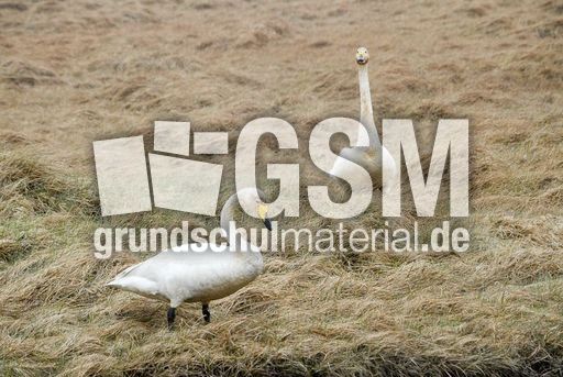 Singschwan (4 von 16).jpg